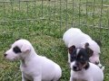 AKKUŞ ÜRETİM ÇİFTLİĞİNDEN JACK RUSSEL YAVRULARI