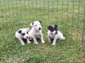 AKKUŞ ÜRETİM ÇİFTLİĞİNDEN JACK RUSSEL YAVRULARI