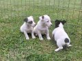 AKKUŞ ÜRETİM ÇİFTLİĞİNDEN JACK RUSSEL YAVRULARI