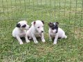 AKKUŞ ÜRETİM ÇİFTLİĞİNDEN JACK RUSSEL YAVRULARI