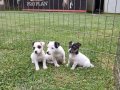 AKKUŞ ÜRETİM ÇİFTLİĞİNDEN JACK RUSSEL YAVRULARI