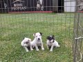 AKKUŞ ÜRETİM ÇİFTLİĞİNDEN JACK RUSSEL YAVRULARI