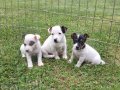 AKKUŞ ÜRETİM ÇİFTLİĞİNDEN JACK RUSSEL YAVRULARI