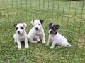 AKKUŞ ÜRETİM ÇİFTLİĞİNDEN JACK RUSSEL YAVRULARI