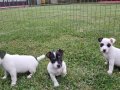 AKKUŞ ÜRETİM ÇİFTLİĞİNDEN JACK RUSSEL YAVRULARI