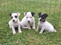 AKKUŞ ÜRETİM ÇİFTLİĞİNDEN JACK RUSSEL YAVRULARI