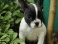 AKKUŞ ÜRETİM ÇİFTLİĞİNDEN FRENCH BULDOG YAVRULARI 