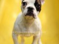 AKKUŞ ÜRETİM ÇİFTLİĞİNDEN FRENCH BULDOG YAVRULARI 