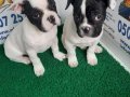 AKKUŞ ÜRETİM ÇİFTLİĞİNDEN FRENCH BULDOG YAVRULARI 
