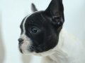AKKUŞ ÜRETİM ÇİFTLİĞİNDEN FRENCH BULDOG YAVRULARI 