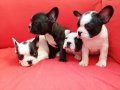 AKKUŞ ÜRETİM ÇİFTLİĞİNDEN FRENCH BULDOG YAVRULARI 
