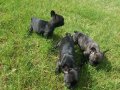 AKKUŞ ÜRETİM ÇİFTLİĞİNDEN FRENCH BULDOG YAVRULARI 
