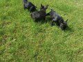 AKKUŞ ÜRETİM ÇİFTLİĞİNDEN FRENCH BULDOG YAVRULARI 