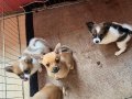 AKKUŞ ÜRETİM ÇİFTLİĞİNDEN CHİHUAHUA YAVRULARI