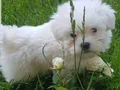 MALTESE YAVRULARI  AKKUŞ ÜRETİM ÇİFTLİĞİNDEN