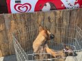 A kalite Belçika yavrular 