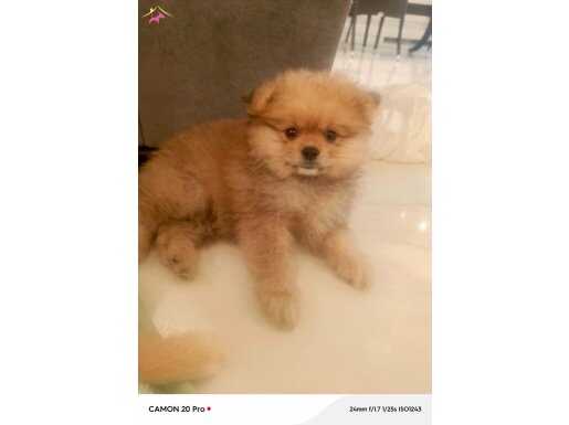 Pomerian 