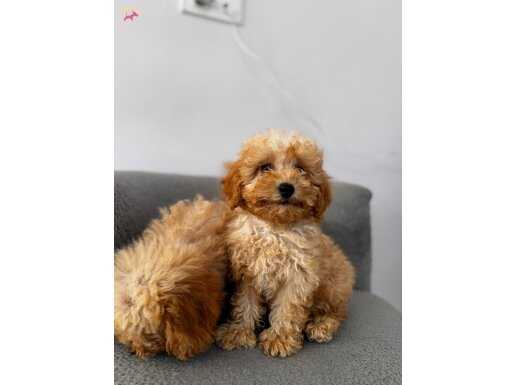 Kıvır kıvır maltipoo