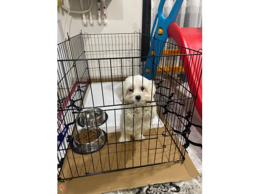 Terrier orjinal 3 aylık dişi 
