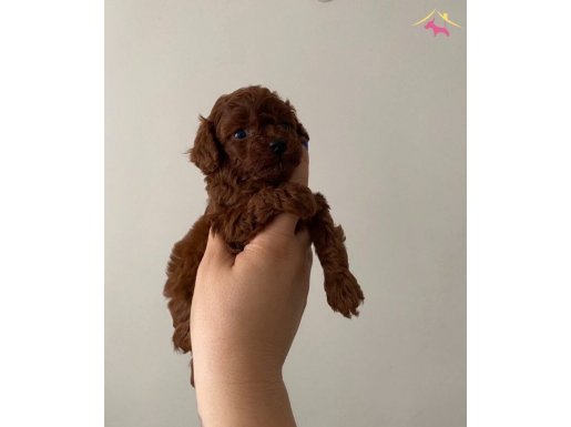 Kore toy Poodle orijinal ev ortamında anne baba bana ait