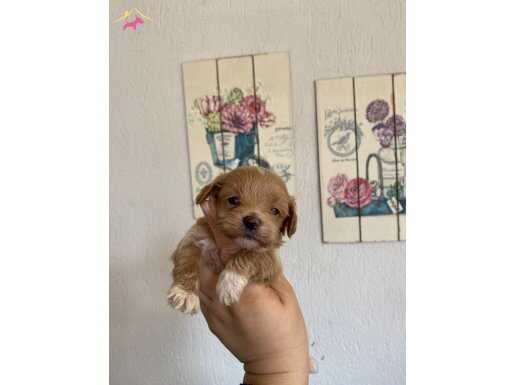 Maltipo mini boy baba Kore toypoodle