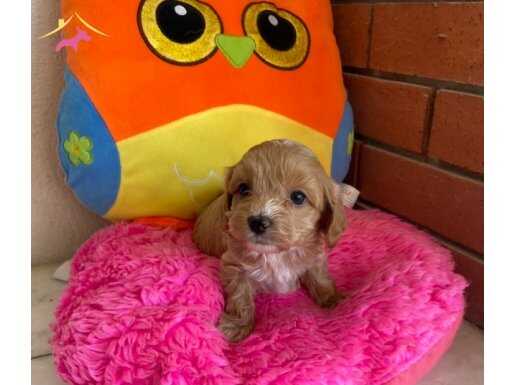 Maltipoo orijinal 