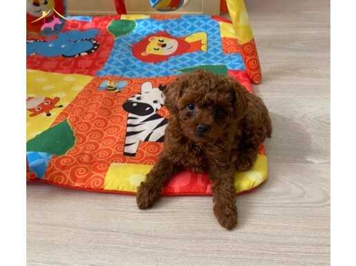 Toypoodle Kore ev ortamında 