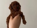Kore toy Poodle orijinal ev ortamında anne baba bana ait