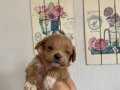 Maltipo mini boy baba Kore toypoodle