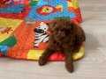 Toypoodle Kore ev ortamında 