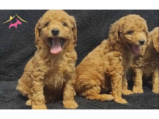 SHOW KALİTE POODLE BEBEKLER