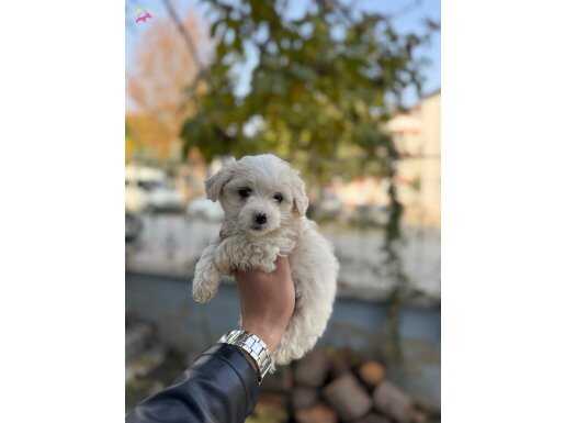 IRKININ EN MİNİĞİ MALTESE BEBEKLER