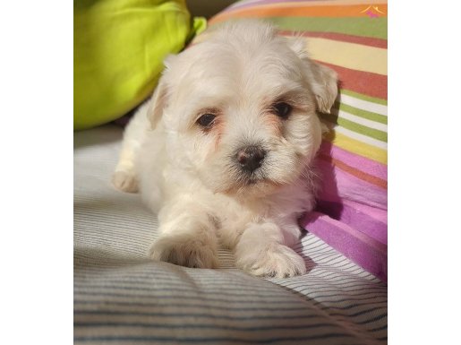 MALTESE BEBEKLER