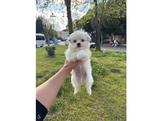 EN MİNİ BOY MALTESE BEBEKLER