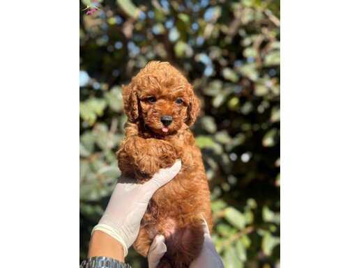 EV ORTAMINDA BÜYÜYEN ŞAHANELER 