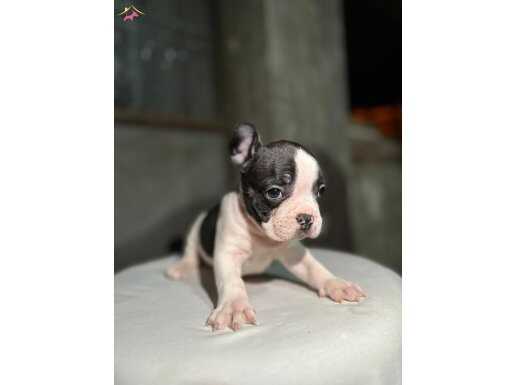 YENİ AİLE BEKLEYEN BEBEKLER