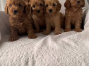 EFSANE POODLE YAVRULAR