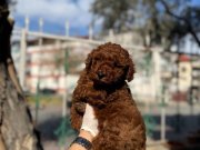 GÜZEL ve İDDİALI RED BROWN BEBEKLER