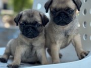 PUG MOPS BEBEKLER