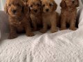 EFSANE POODLE YAVRULAR