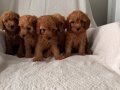 EFSANE POODLE YAVRULAR