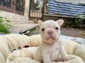 ANATOMİ BOMBASI FRENCH BULDOG BEBEKLER
