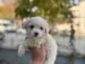 IRKININ EN MİNİĞİ MALTESE BEBEKLER