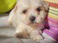 MALTESE BEBEKLER