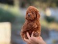 EV ORTAMINDA DOĞUP BÜYÜYEN POODLE BEBEKLER
