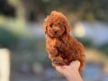 EV ORTAMINDA DOĞUP BÜYÜYEN POODLE BEBEKLER