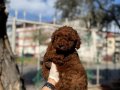 GÜZEL ve İDDİALI RED BROWN BEBEKLER