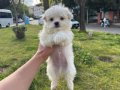 EN MİNİ BOY MALTESE BEBEKLER
