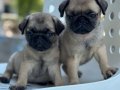 PUG MOPS BEBEKLER