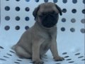 PUG MOPS BEBEKLER